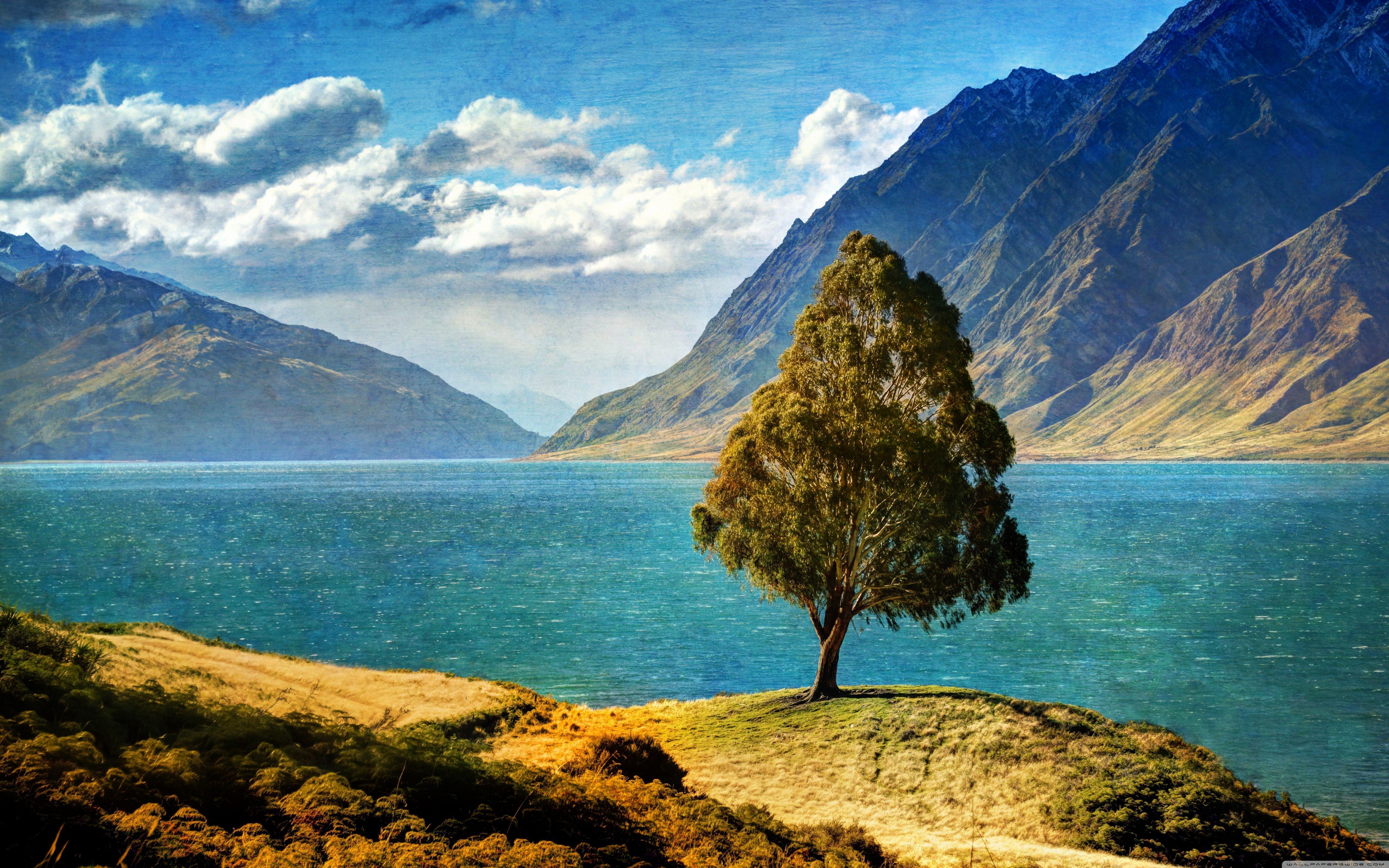 Tree By The Lake HD desktop wallpaper, High Definition