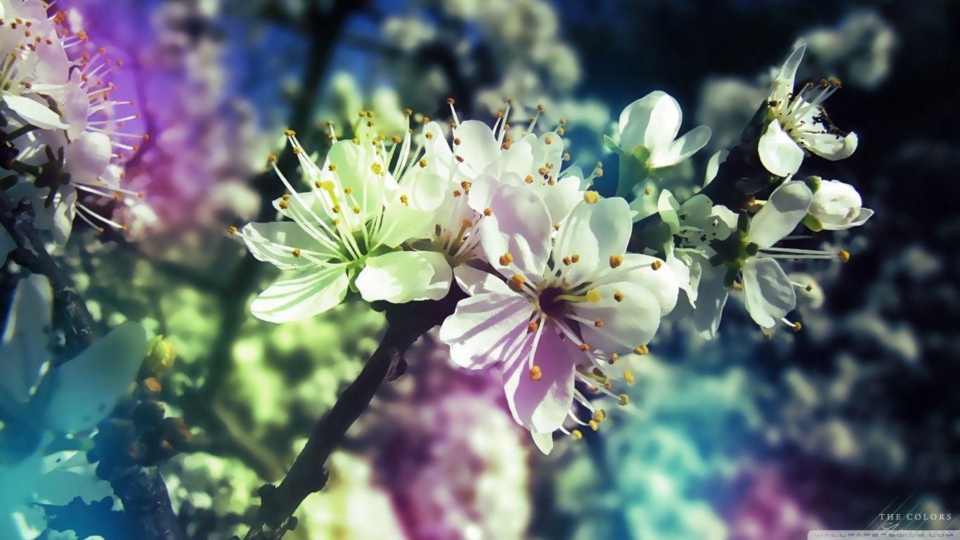 Colorful Spring HD desktop wallpaper, Widescreen, High