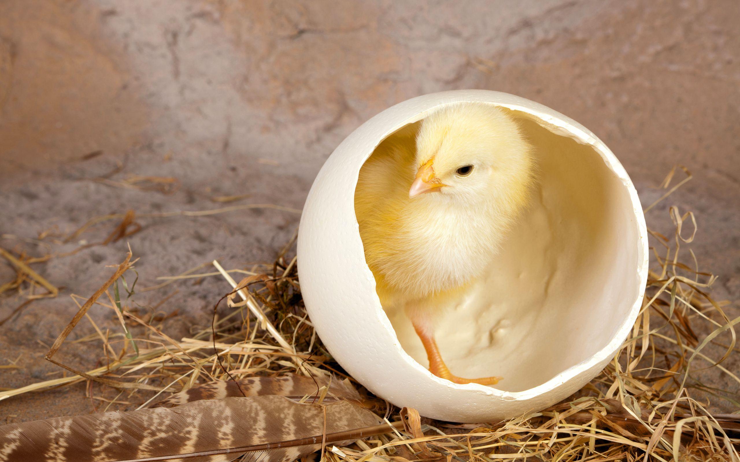 Egg In Chicken Wallpaper