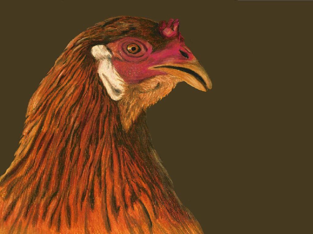 chicken Wallpaper Background