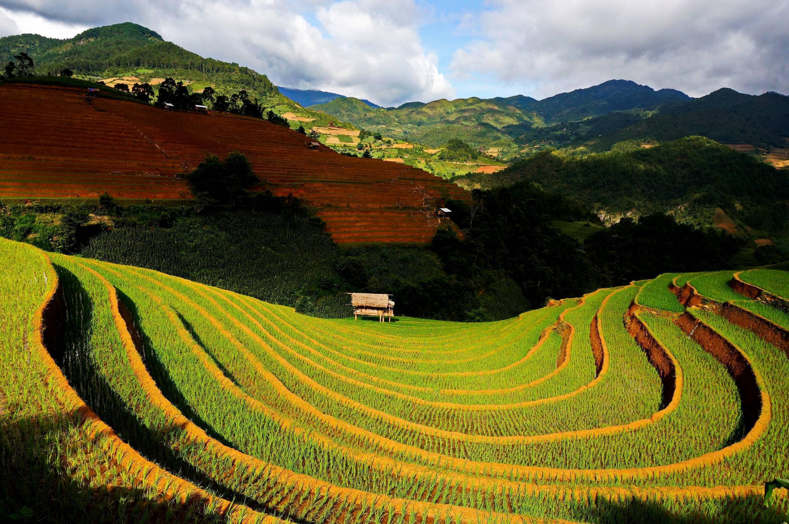 Rice Terraces Vietnam wallpaper