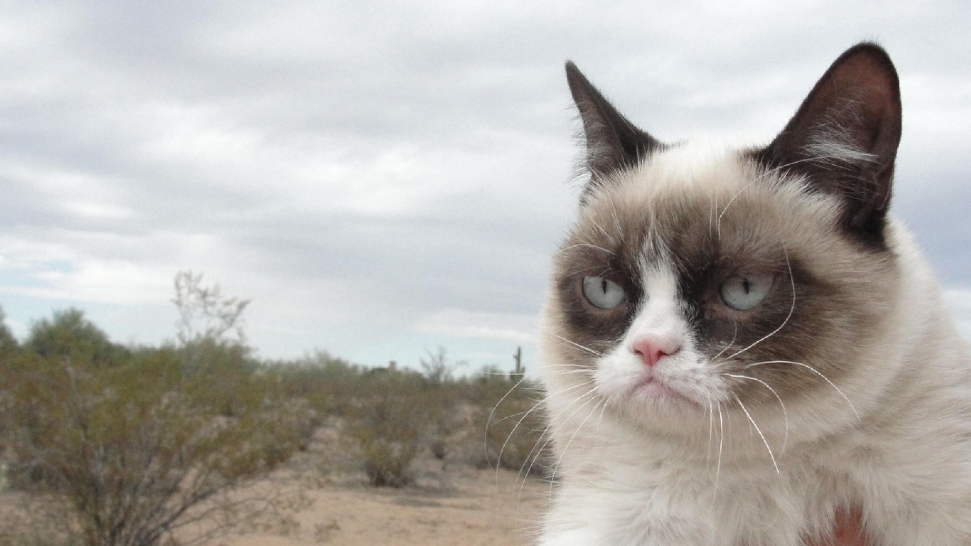 Download Grumpy Cat Wallpaper Gallery