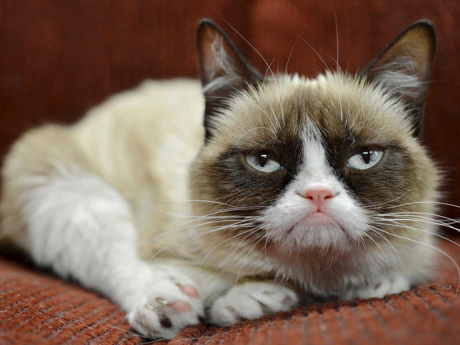 Grumpy Cat wallpaper