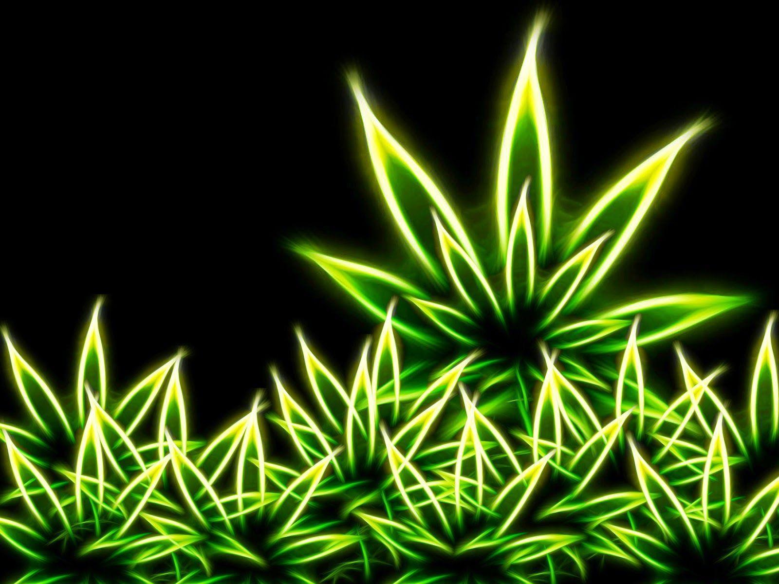 Hybrid Marijuana Weed picture wallpaper Hybrid marijuana
