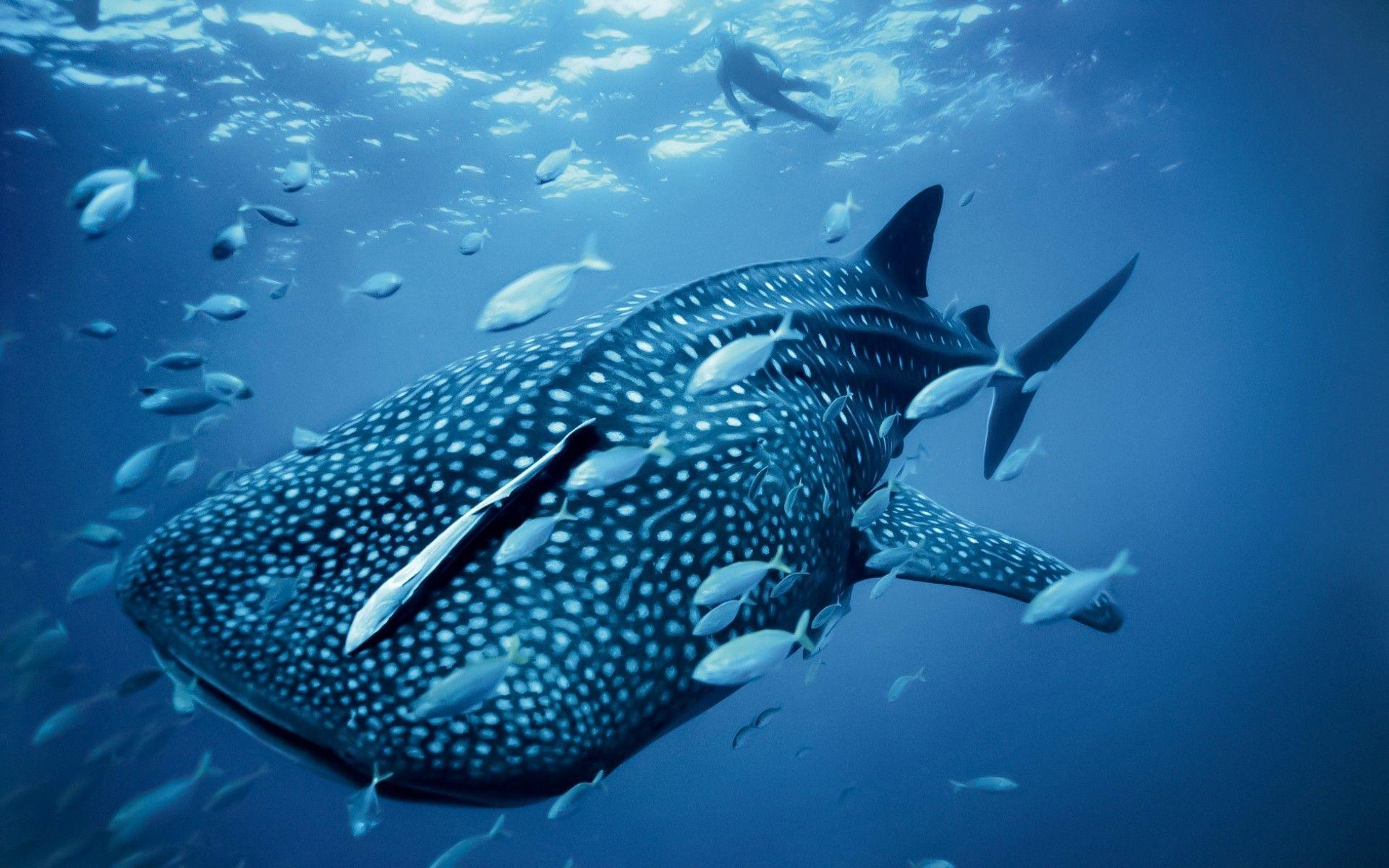 Sea Animals Wallpapers Wallpaper Cave