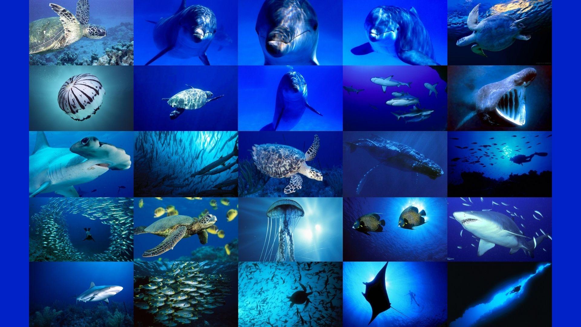 Sea Animals Wallpaper