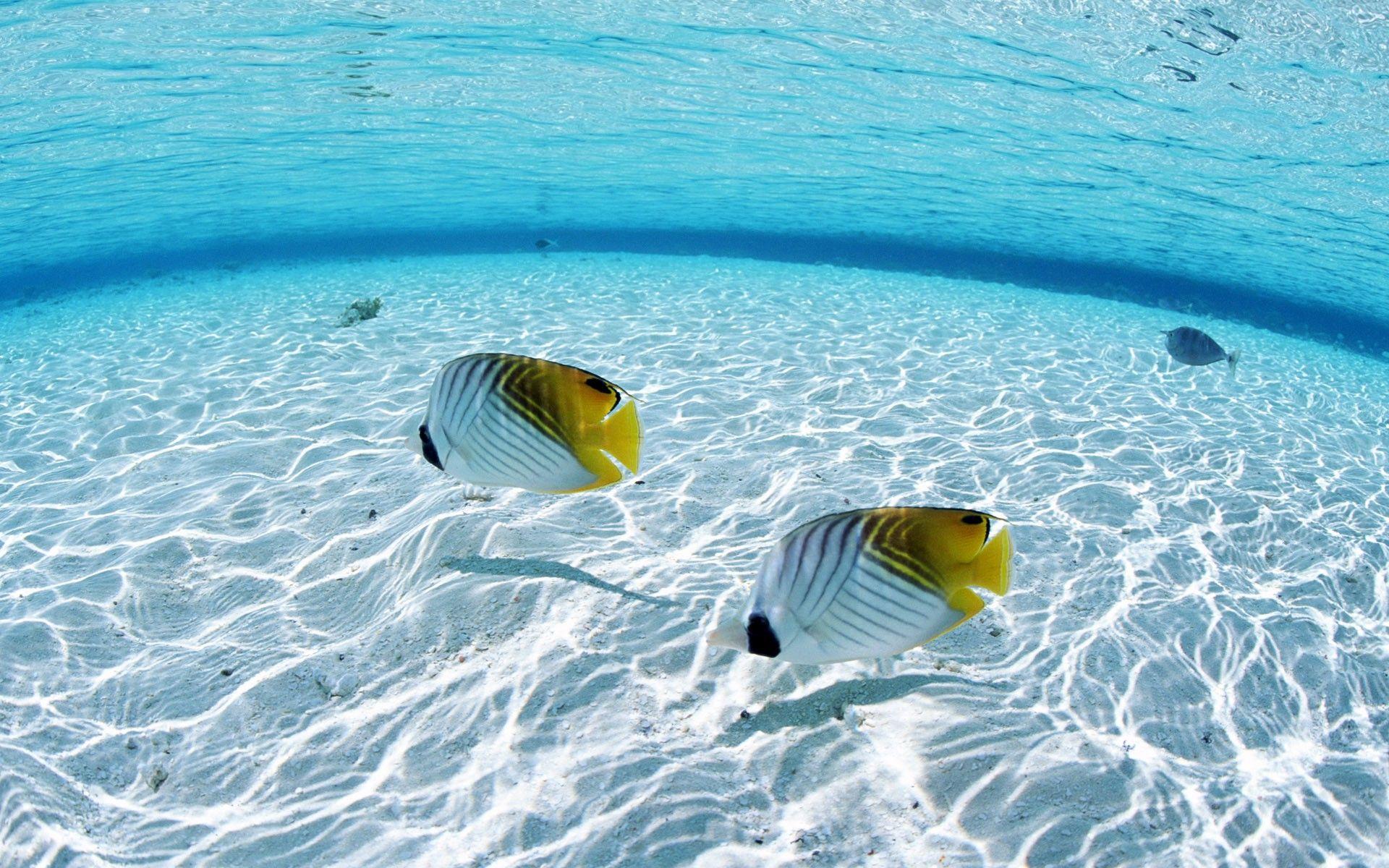 fish, Sea, Animals, Nature Wallpaper HD / Desktop and Mobile