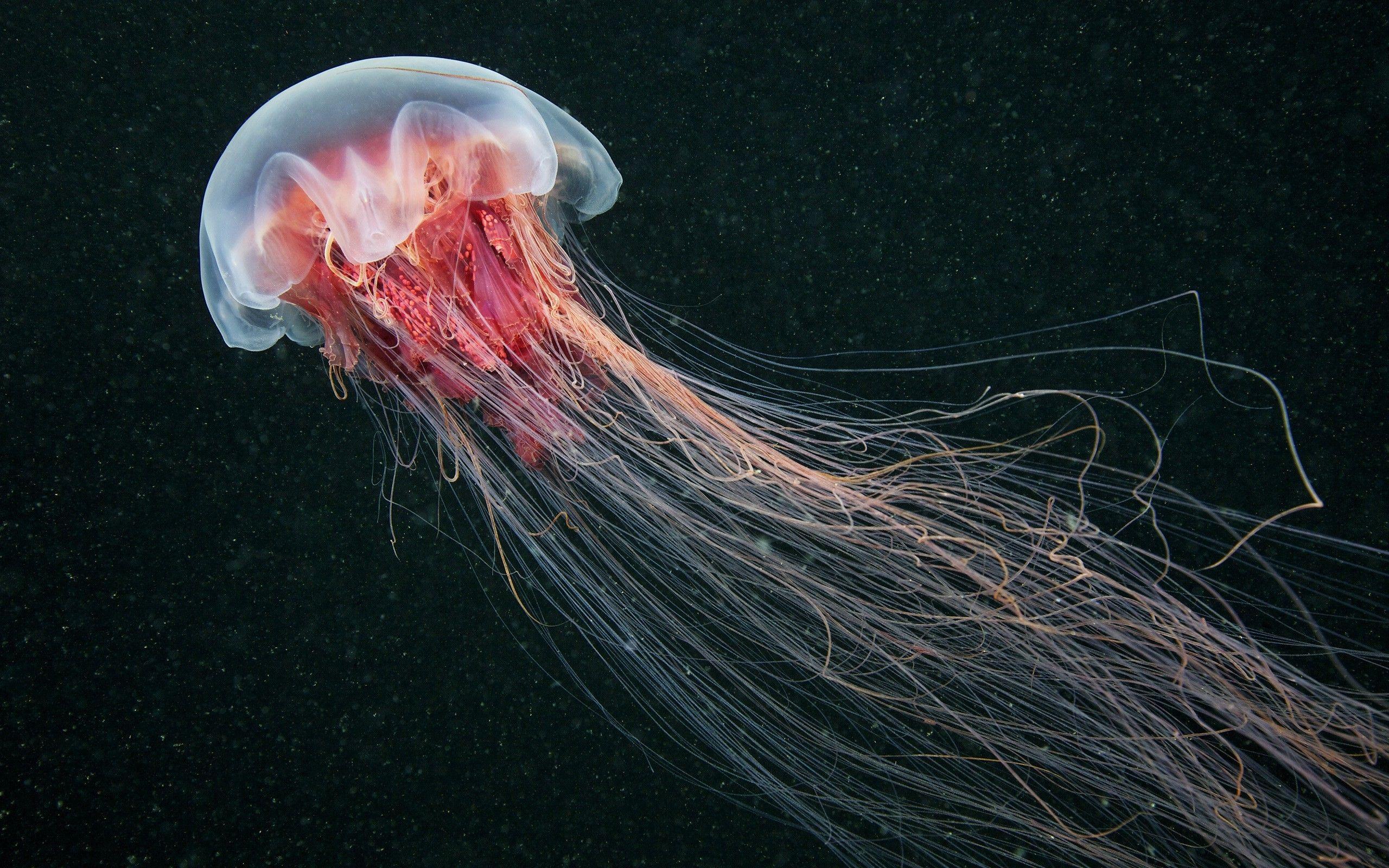 jellyfish, Nature, Sea, Animals Wallpaper HD / Desktop and Mobile