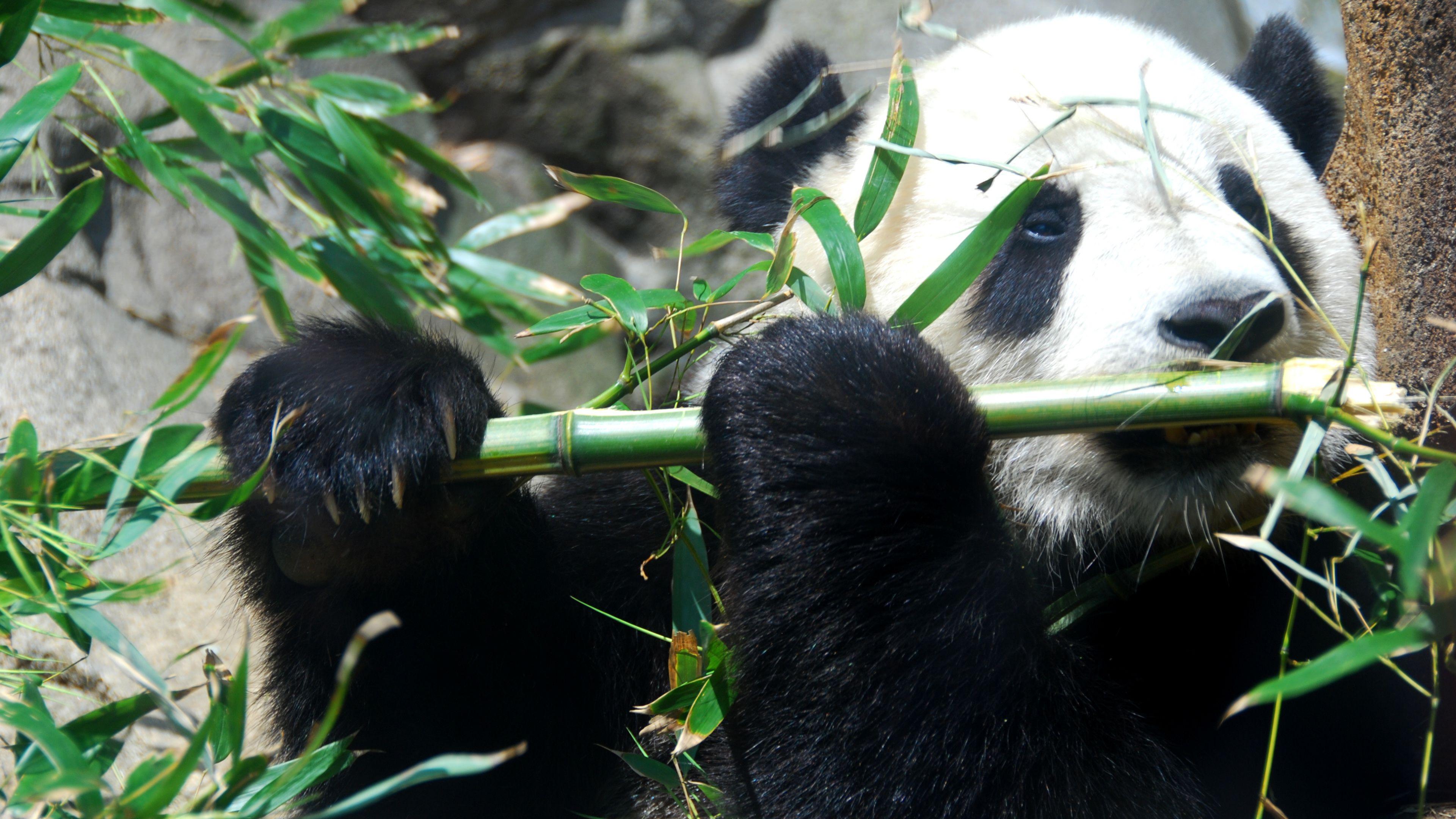 Panda bear playing flute wallpaper