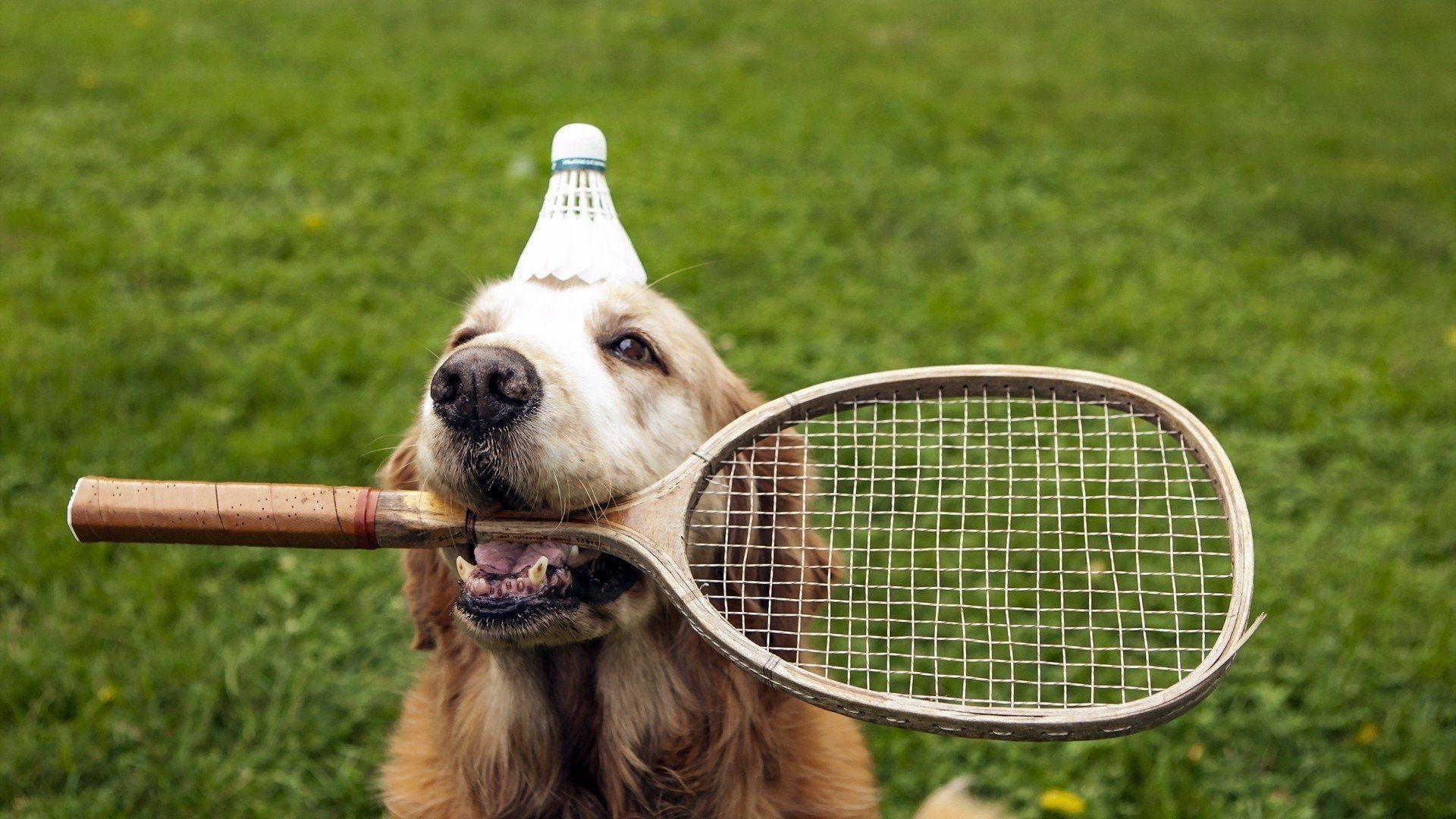 Badminton Dog Wallpaper
