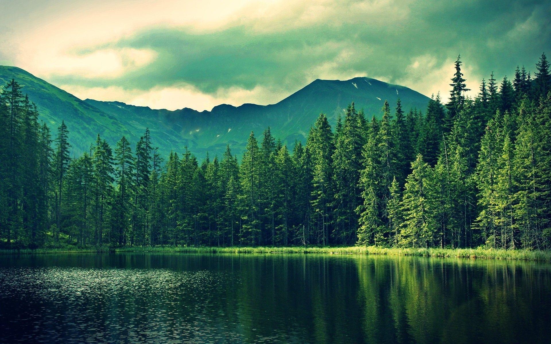 HD Forest Wallpapers Wallpaper Cave