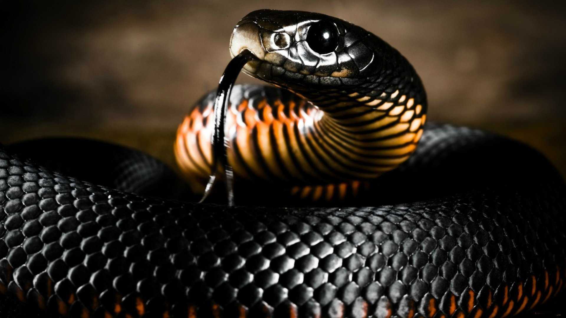 Black Mamba Snake Wallpaper HD Collection Of Black Snake