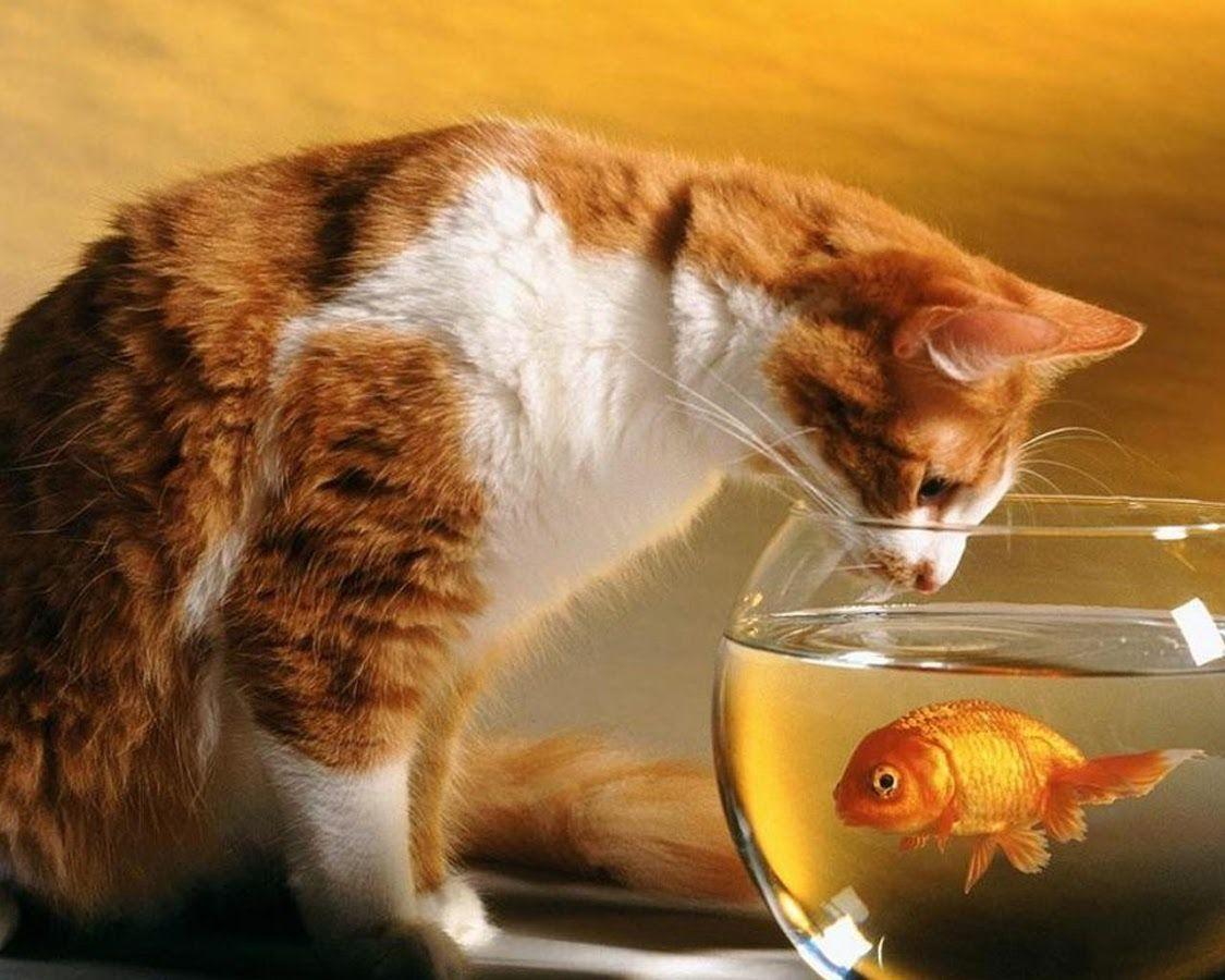 Funny Cats Wallpaper Apps on Google Play