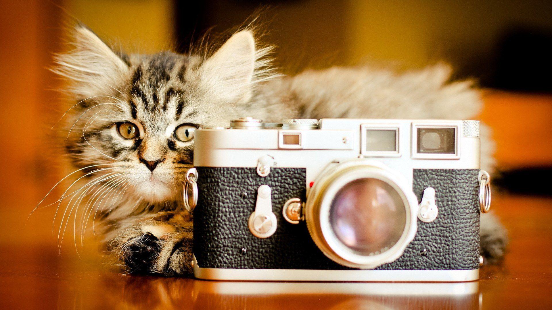 Funny Cat And Camera HD Wallpaper Funny Cat And Camera