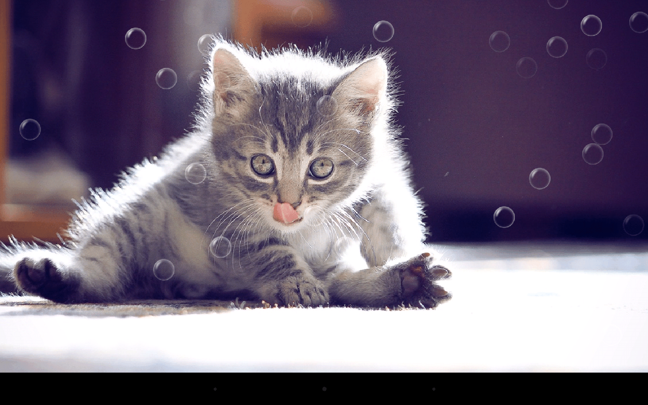 Funny Cat Live Wallpaper Apps on Google Play