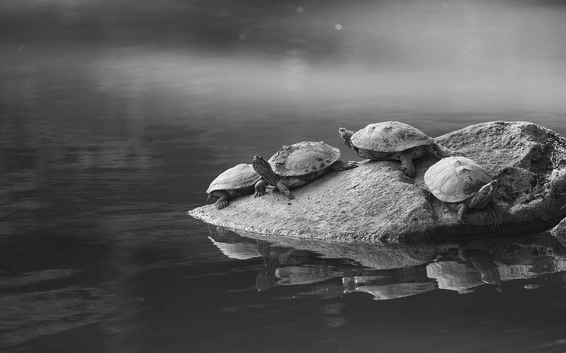 HD Tortoise Wallpaper. Tortoise Best Picture Collection