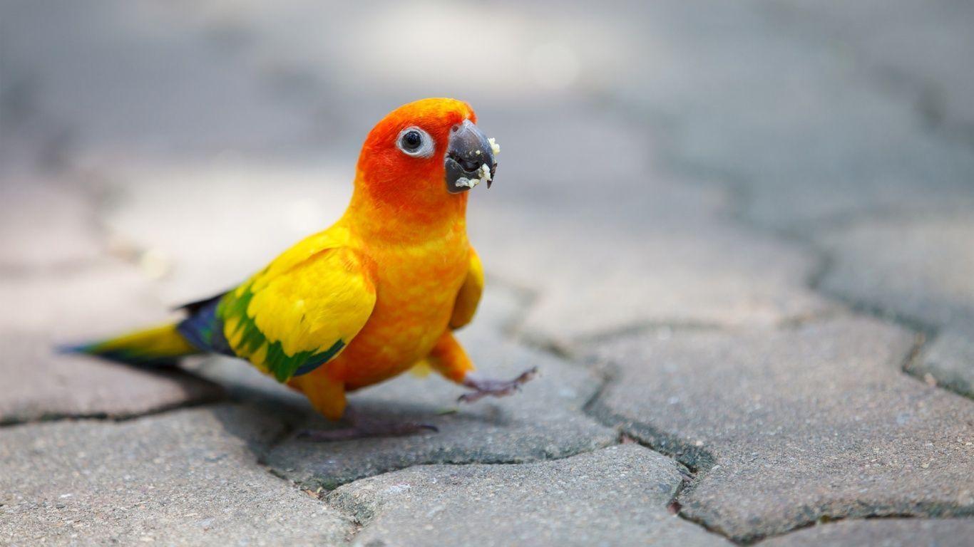 Parrots Background HD Wallpaper Image New