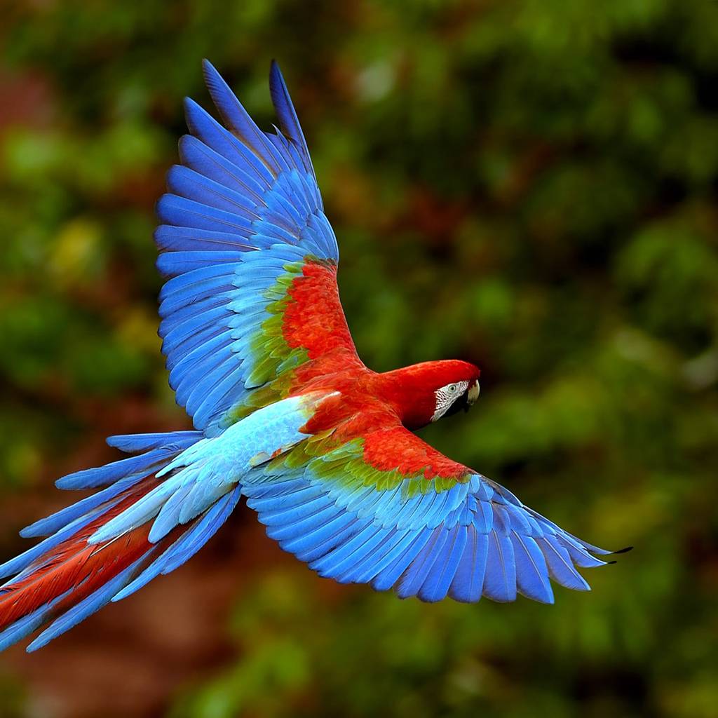 Colorful Parrots Wallpaper HD Wallpaper