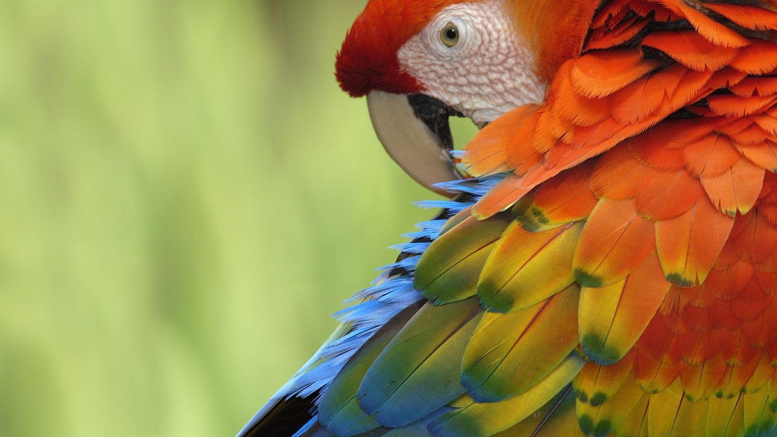 Wallpaper Parrot
