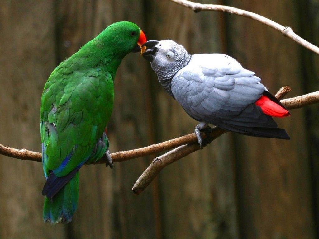 Beautiful Parrot HD Wallpaper That You Will Surely Love