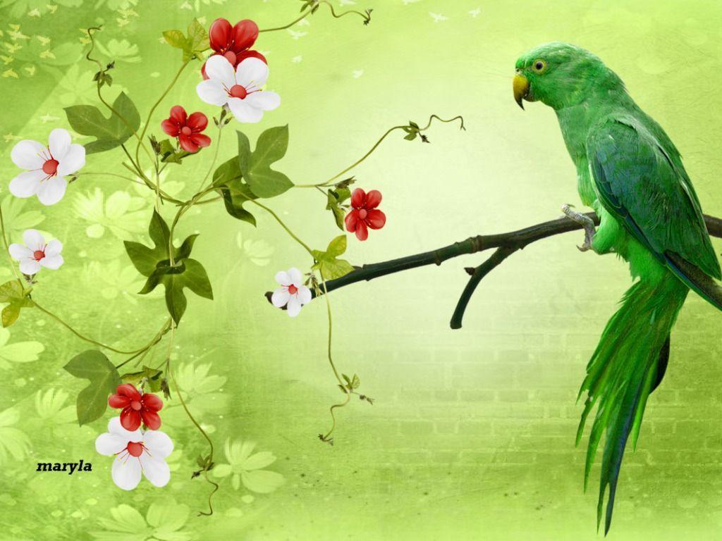 Parrot Wallpaper HD Picture. Live HD Wallpaper HQ Picture