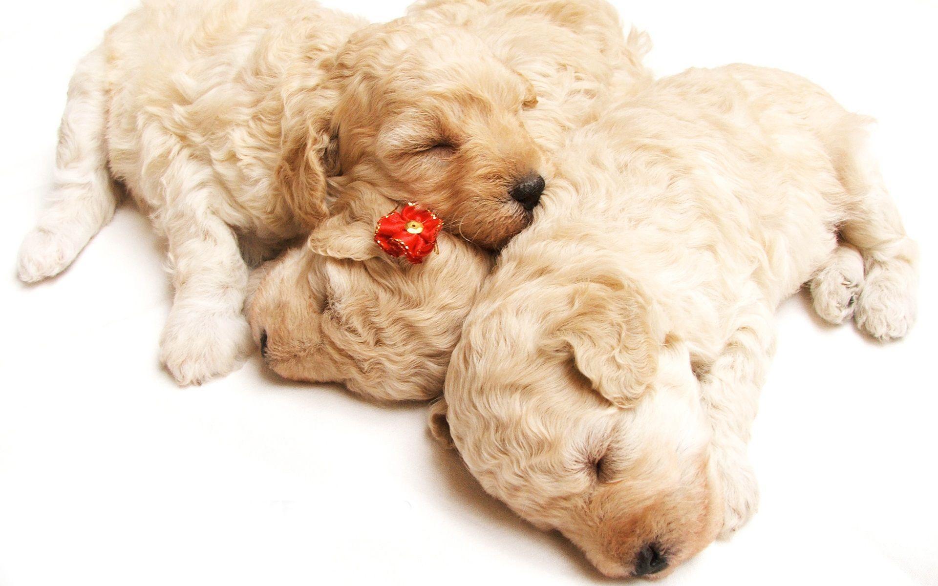 Cute Sleeping Puppies Wallpaper