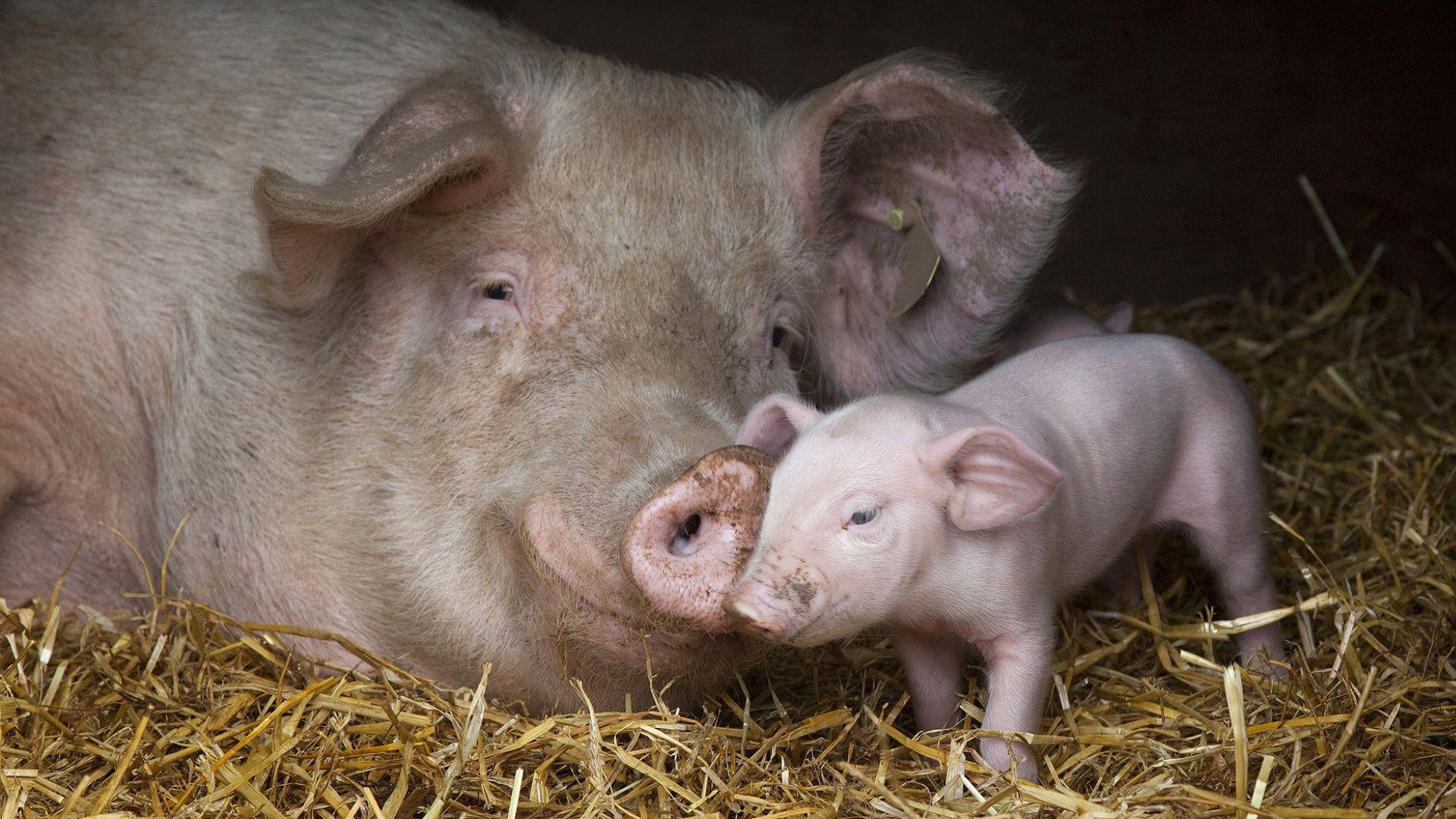 Baby Pigs Wallpapers Wallpaper Cave