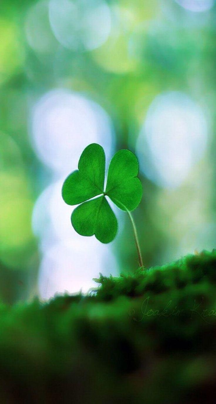 Irish Shamrock Wallpapers - Wallpaper Cave