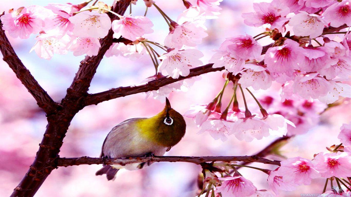 Spring Blooming in All of Its Glory Wallpaper