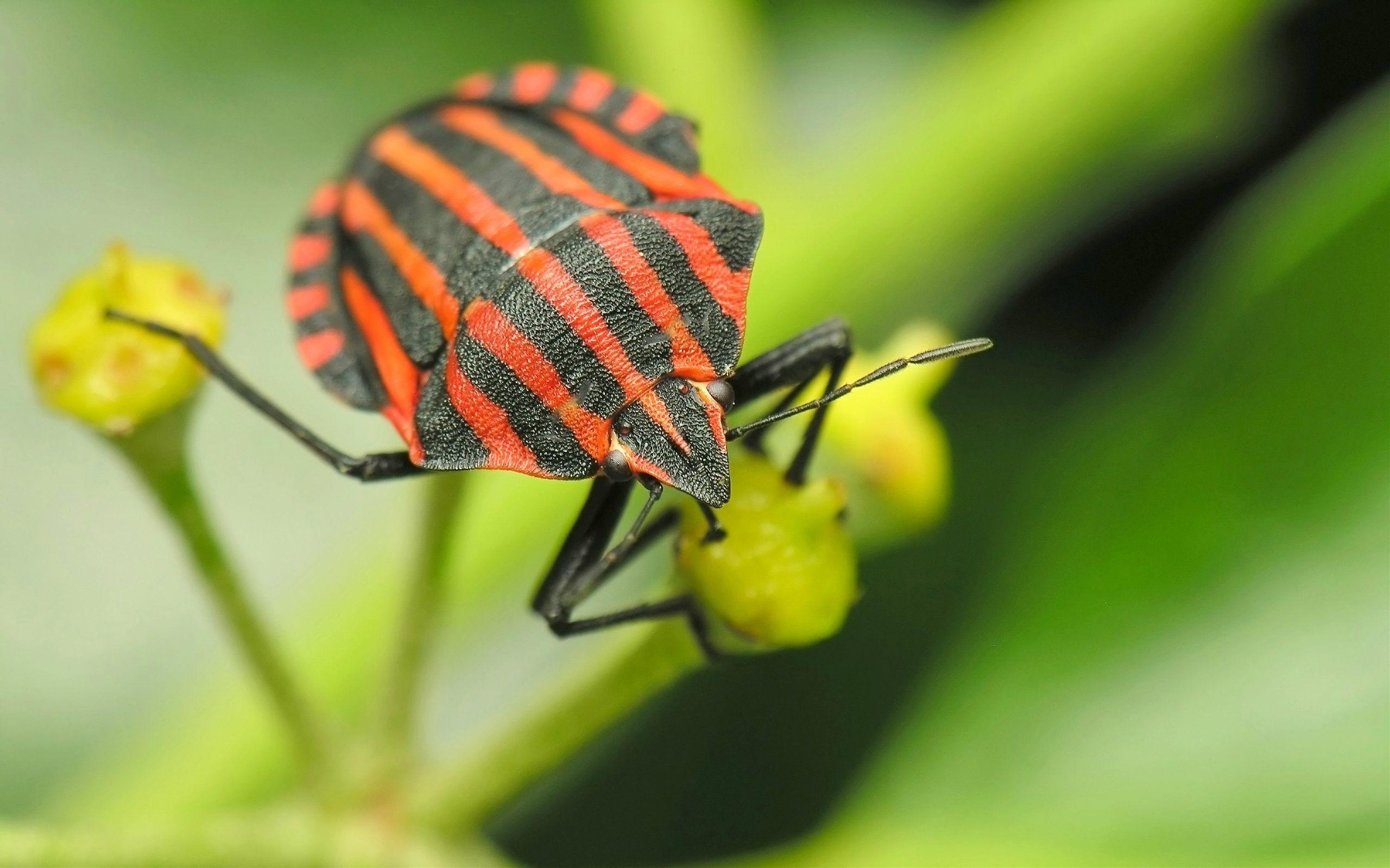 Insect Wallpaper Picture
