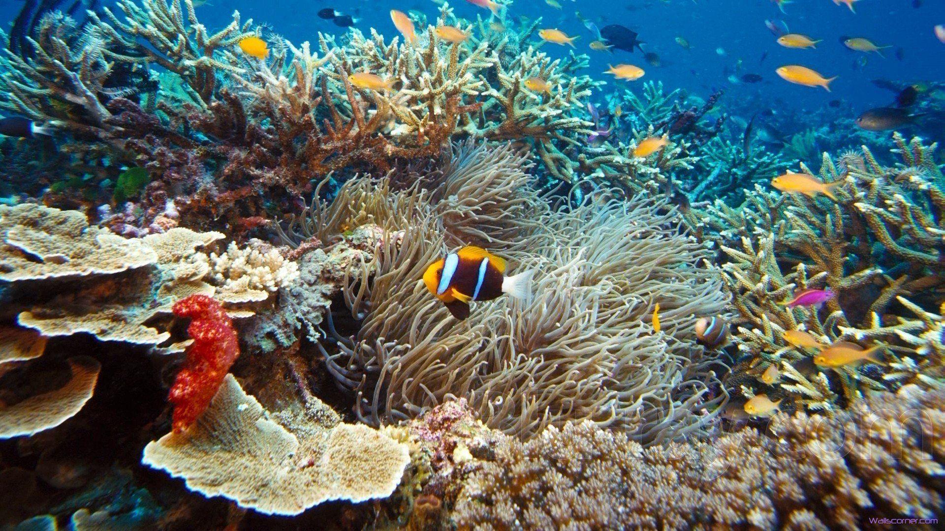 Download Under The Sea Clown Fish Unique Nature Wallpaper