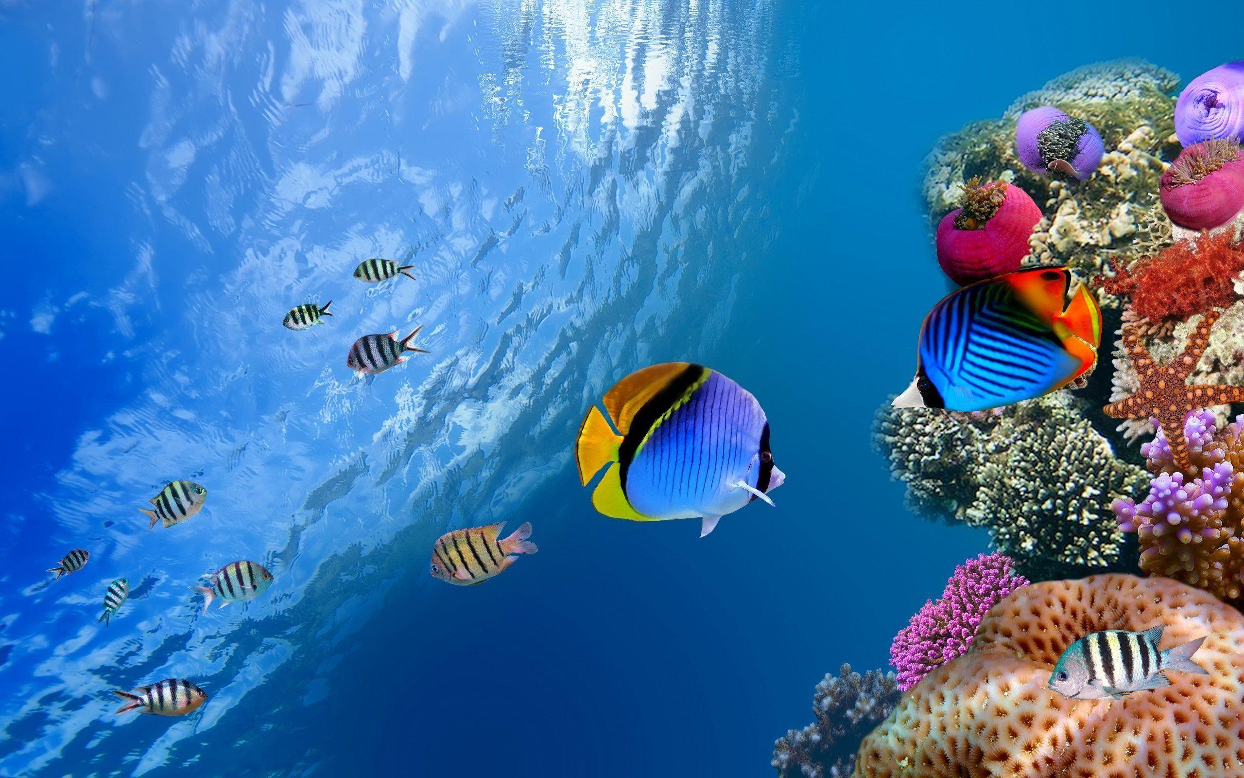 Hawaii Ocean Underwater. Underwater Scene Coral Ocean Wallpaper