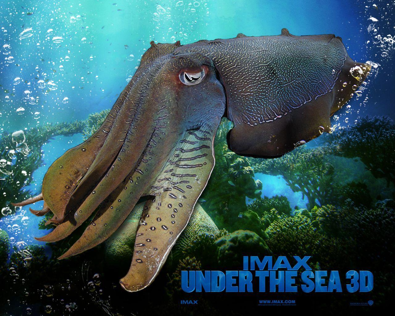 IMAX Under The Sea (6) Wallpaper