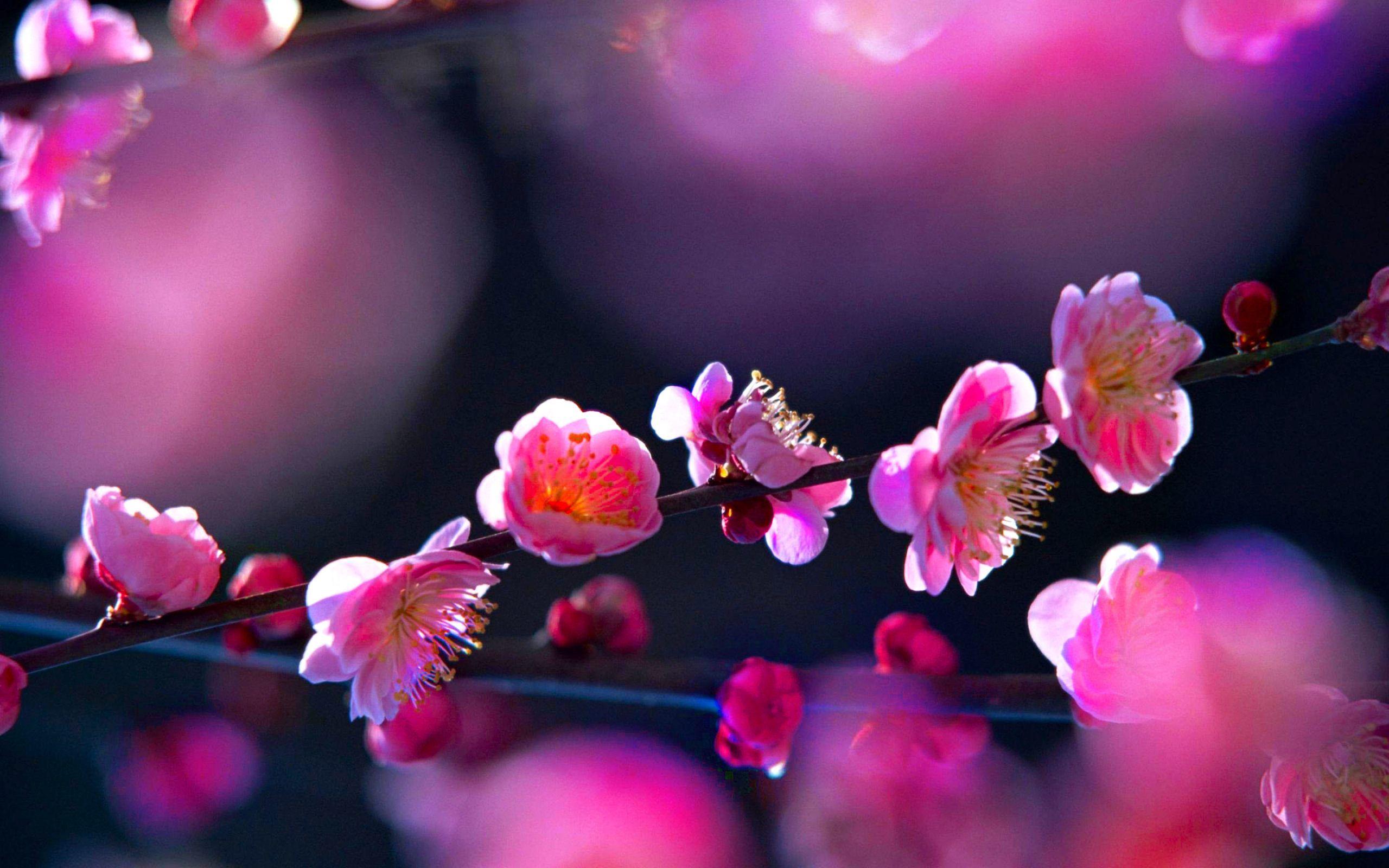 Pink Flowers Blossom Wallpaper HD Download For Desktop