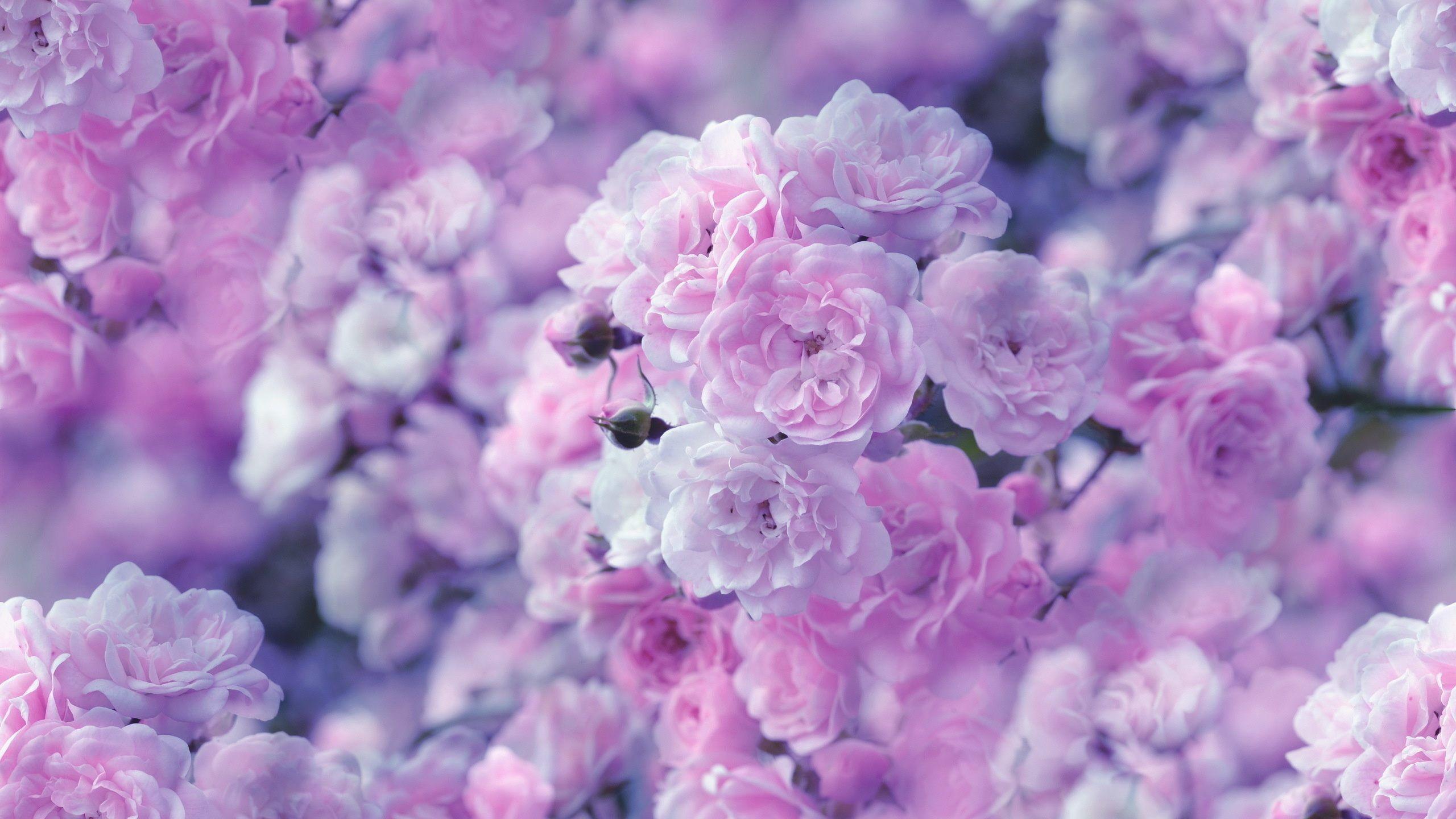 Roses Pink Flowers Wallpaper HD Free Download For Desktop