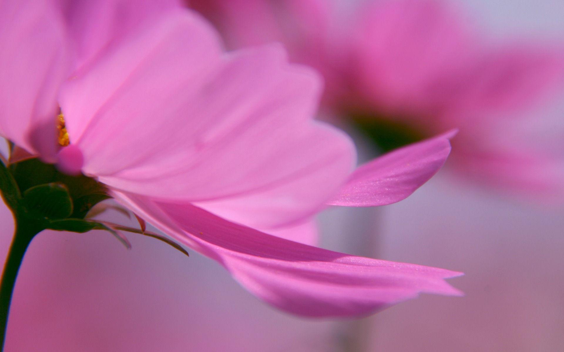 Pink flower wallpaper flowers nature wallpaper for free download