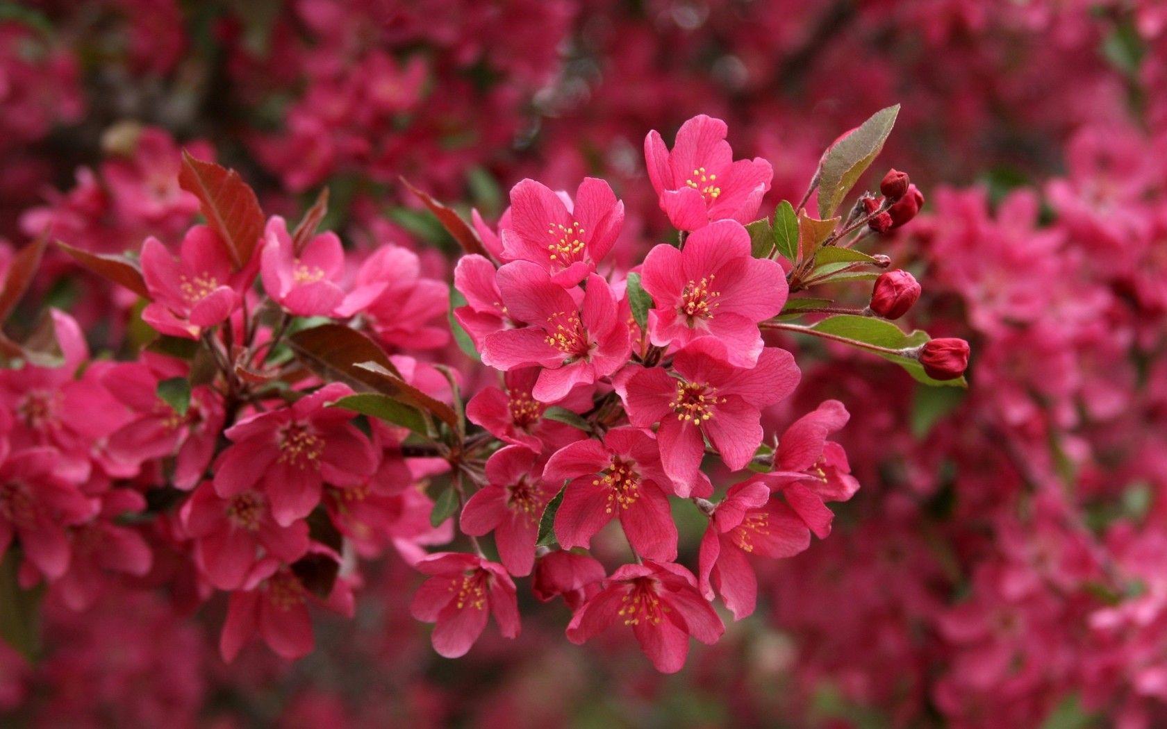 beautiful pink flowers wallpaper Picture