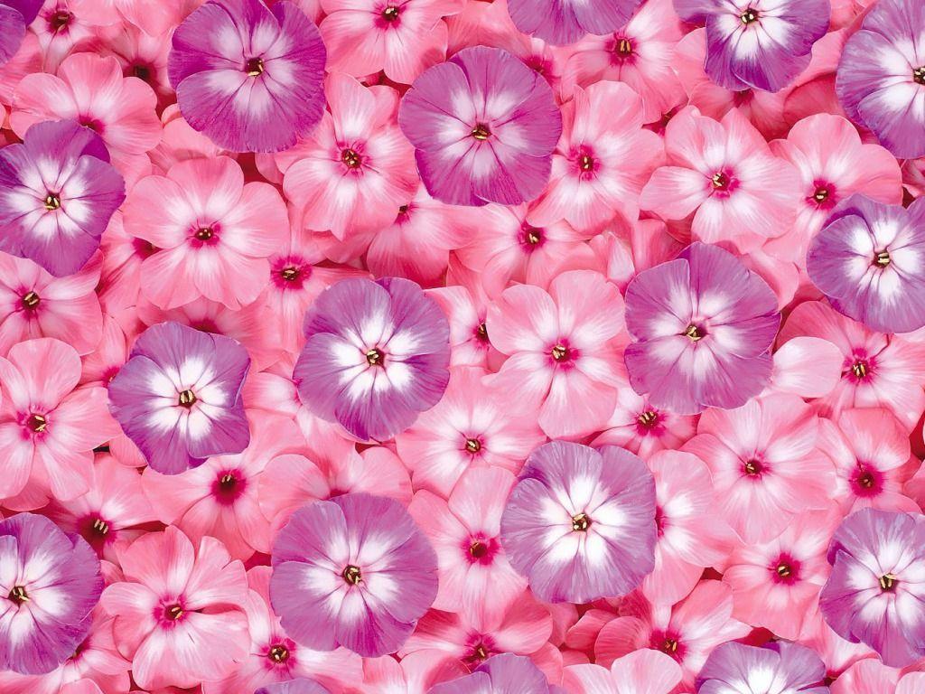Pink Flowers Wallpaper HD Picture