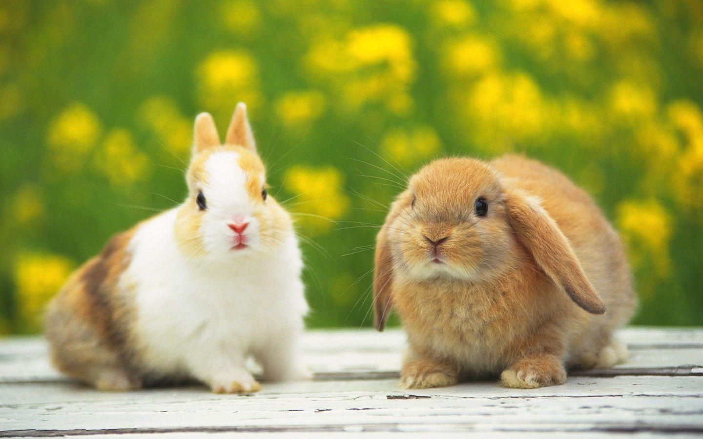 Cute Baby Rabbits Wallpaper