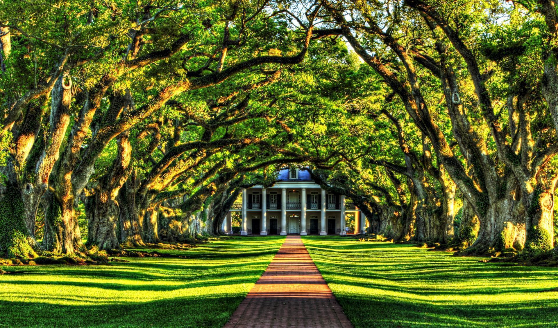 Tree tunnel to the mansion Wallpaper HD Download