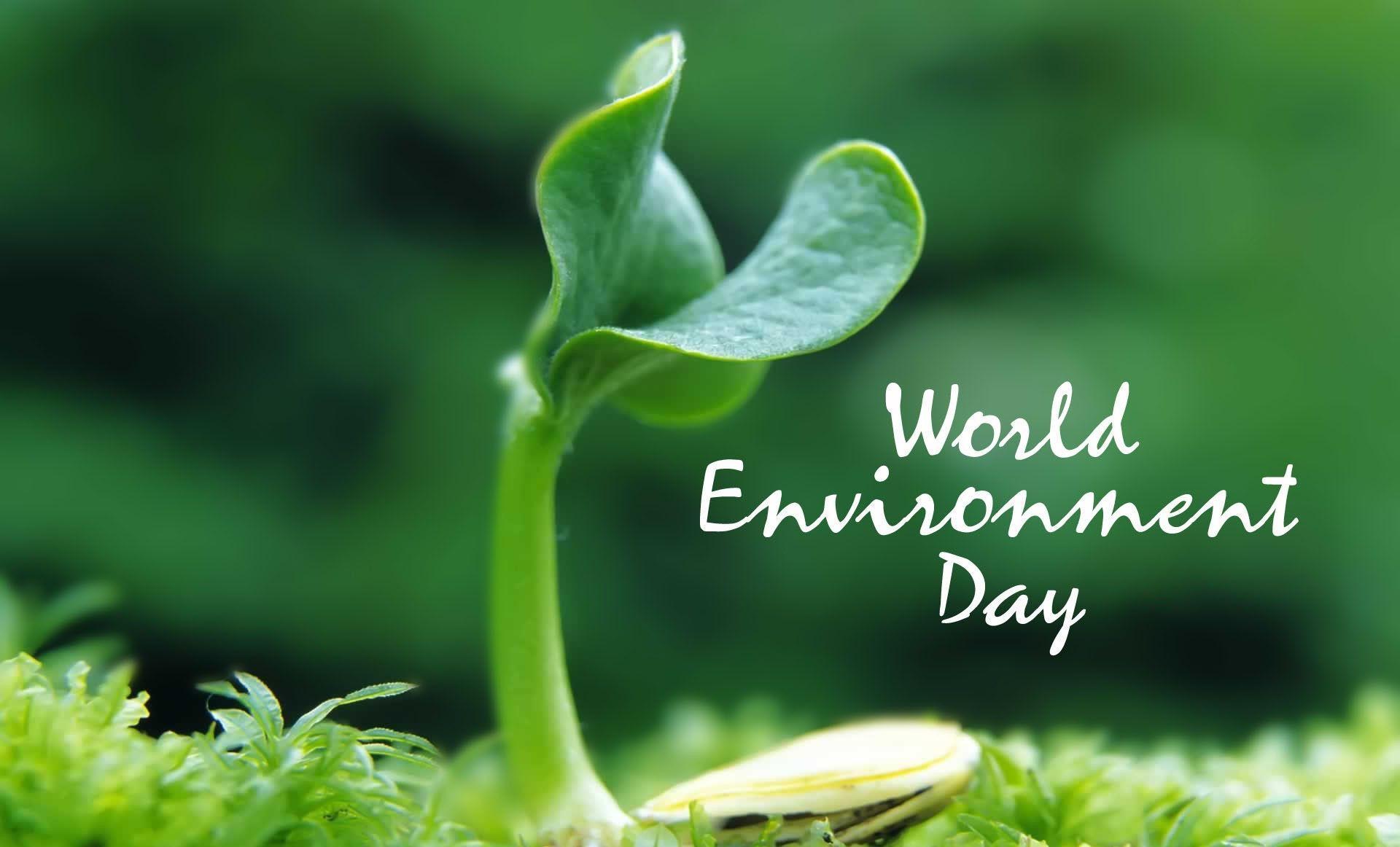 World Environment Day Trees Wallpaper Hindi