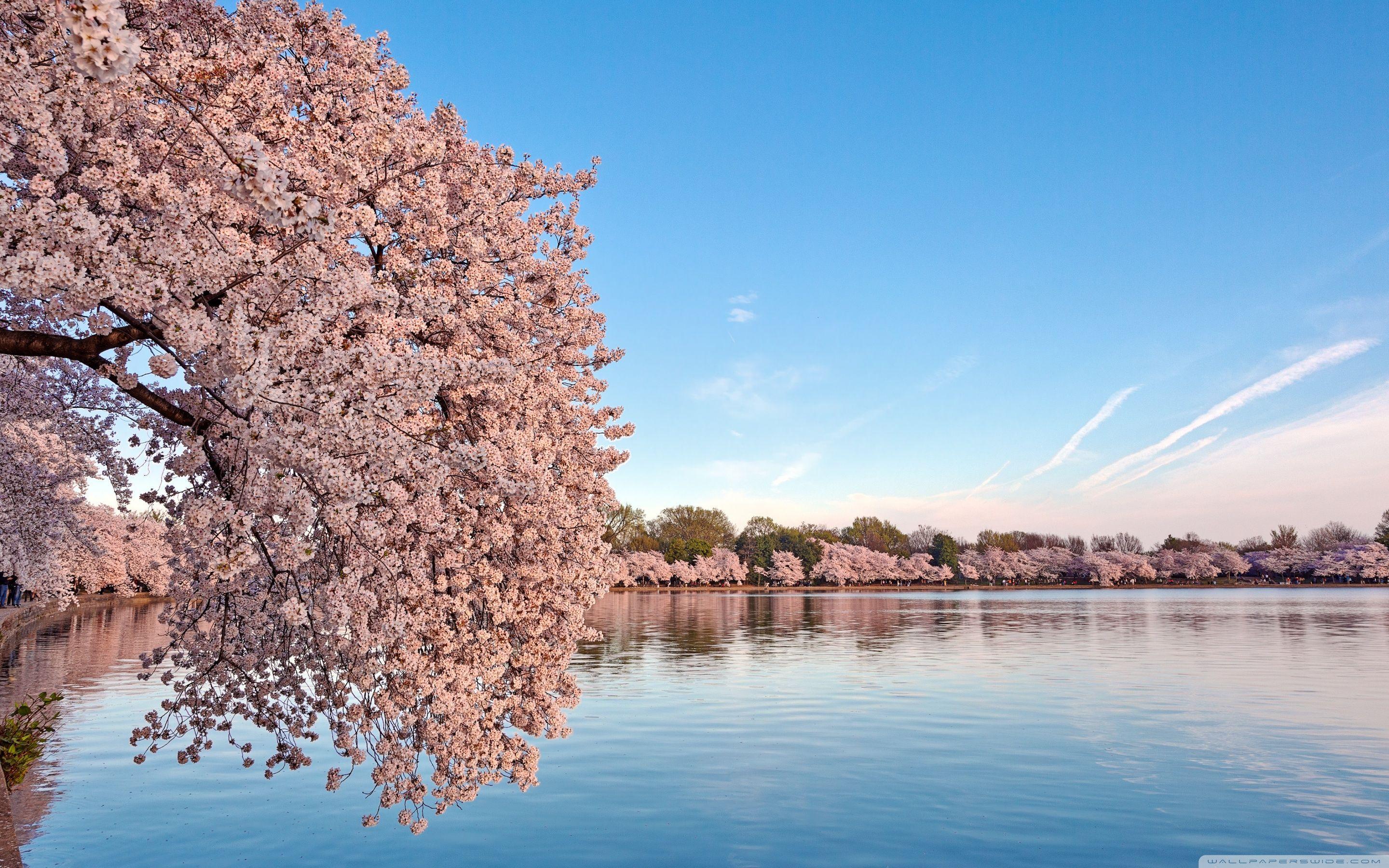 Washington DC Cherry Blossom HD desktop wallpaper, Widescreen