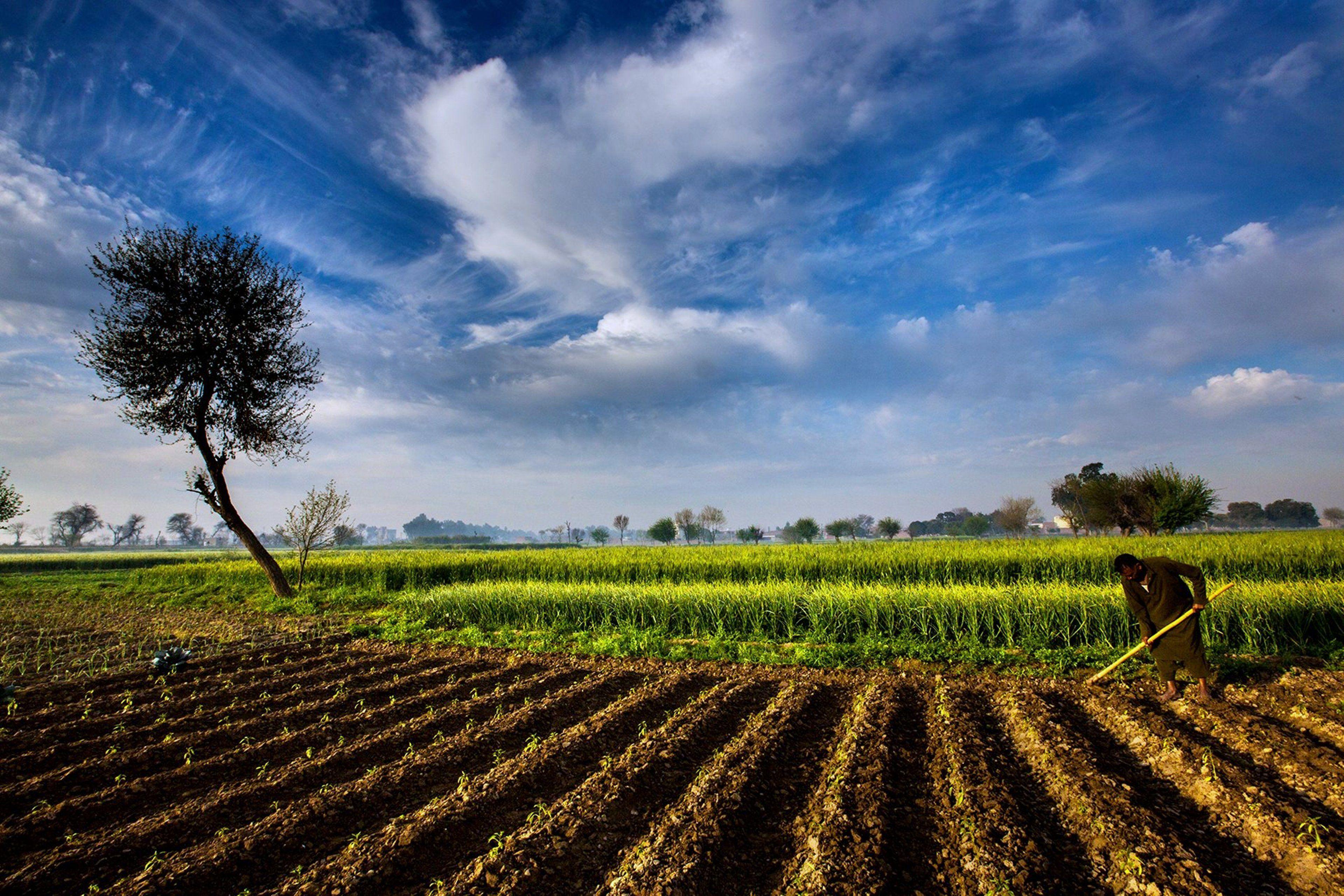 Agriculture Wallpaper