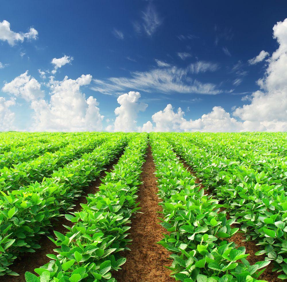 Best HD Agriculture Wallpaper