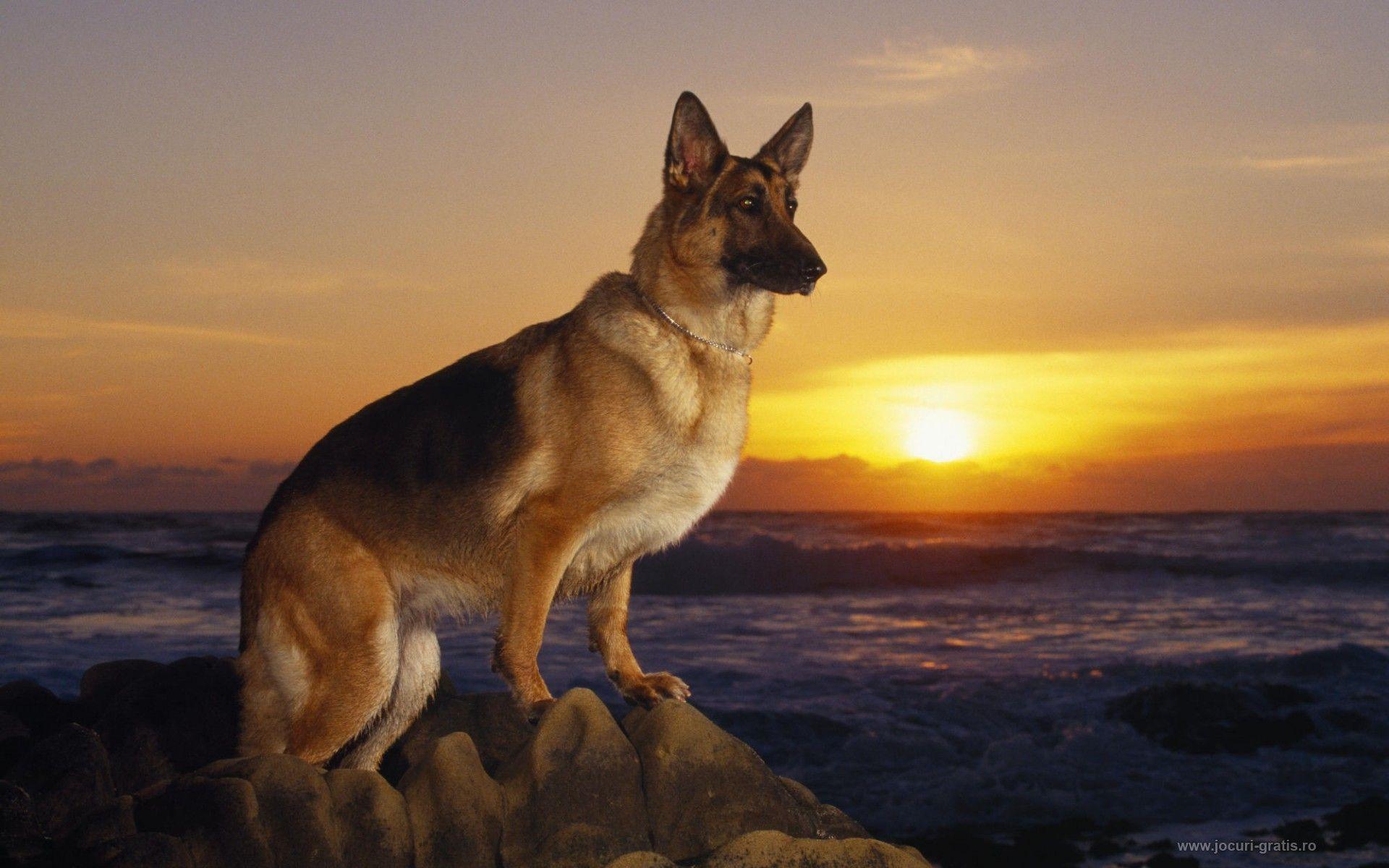 Dog Picture German Shepherd Wallpaper Widescreen With Puppies HD