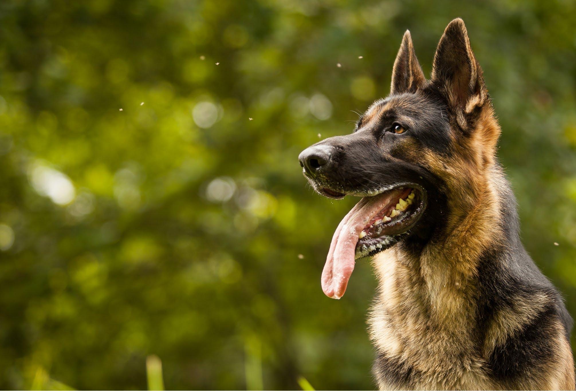 German Shepherd Dog. Download HD Wallpaper Photo