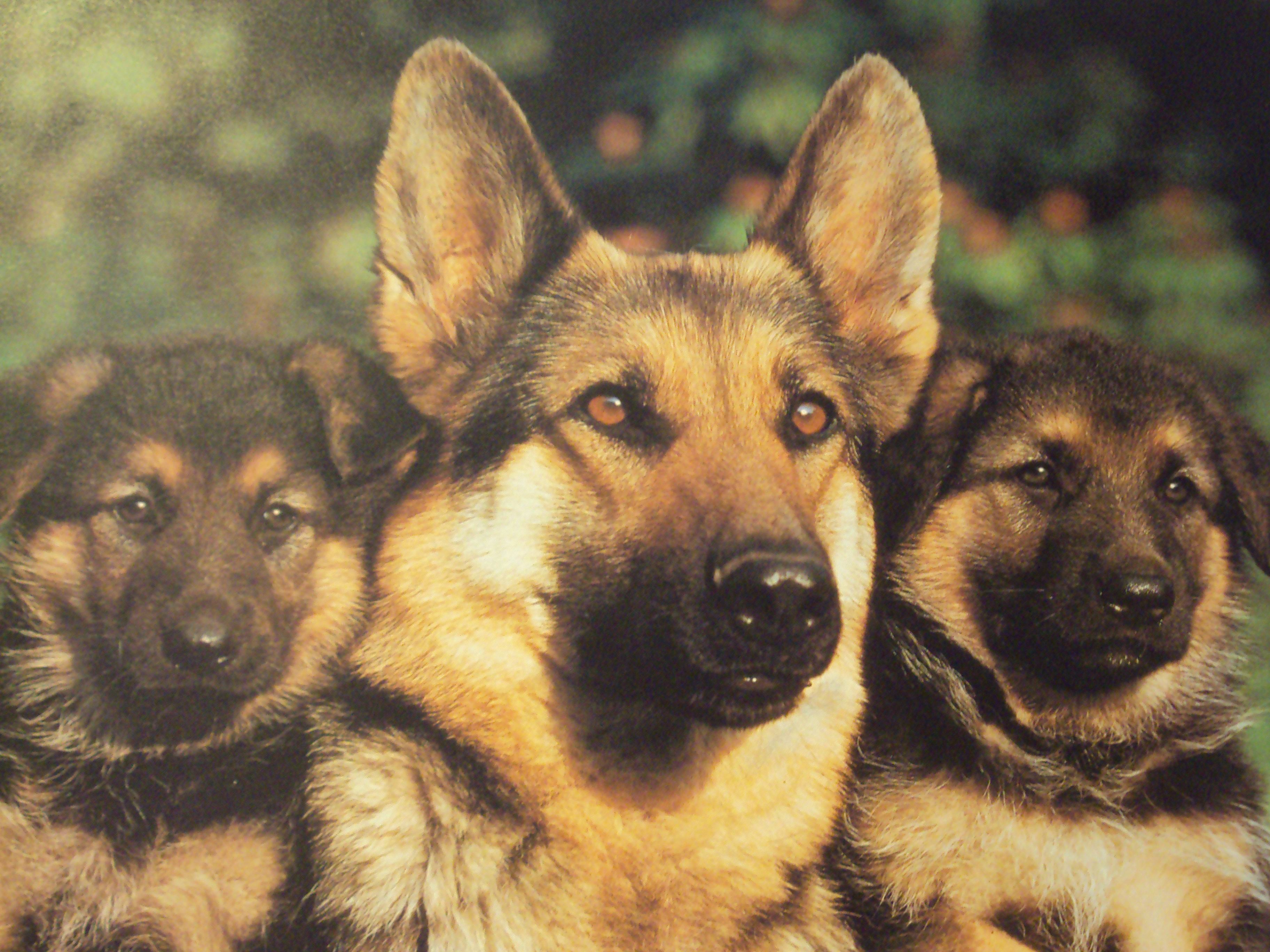 German Shepherd Screensaver And Puppies Wallpaper High Quality