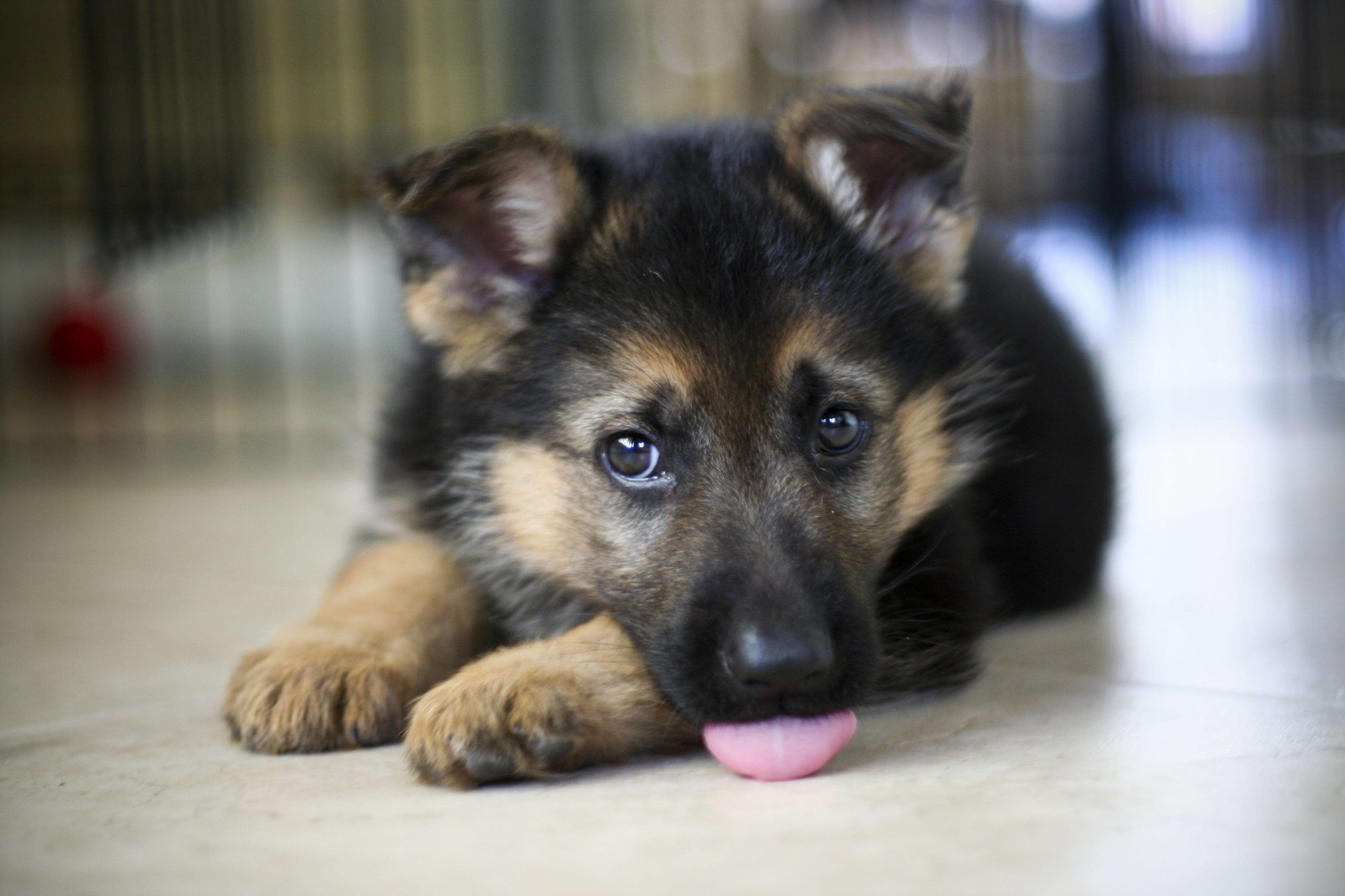 German Shepherd Puppies Background With Puppy High Screensaver
