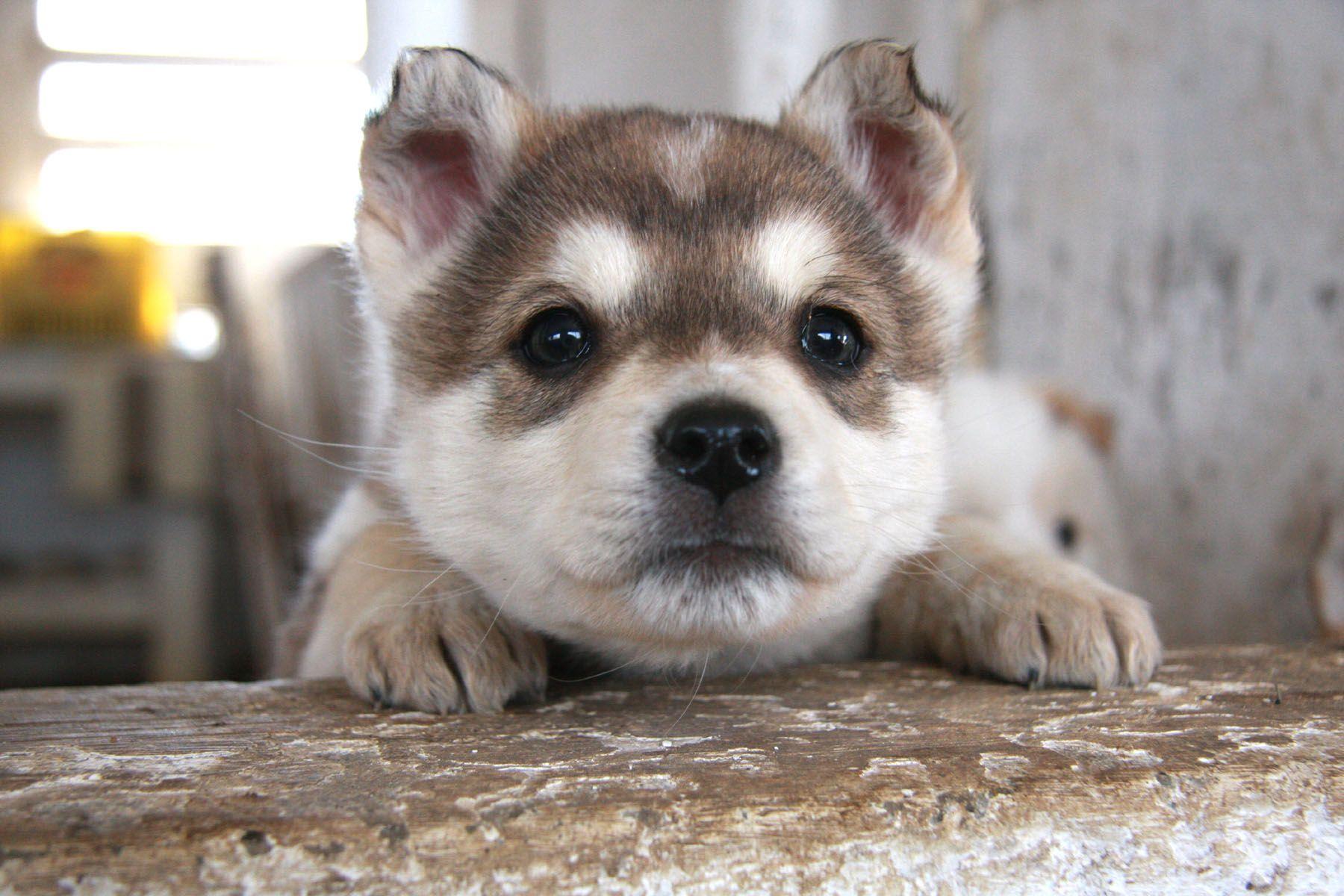Cute Husky Puppies Wallpaper Cutest Puppies