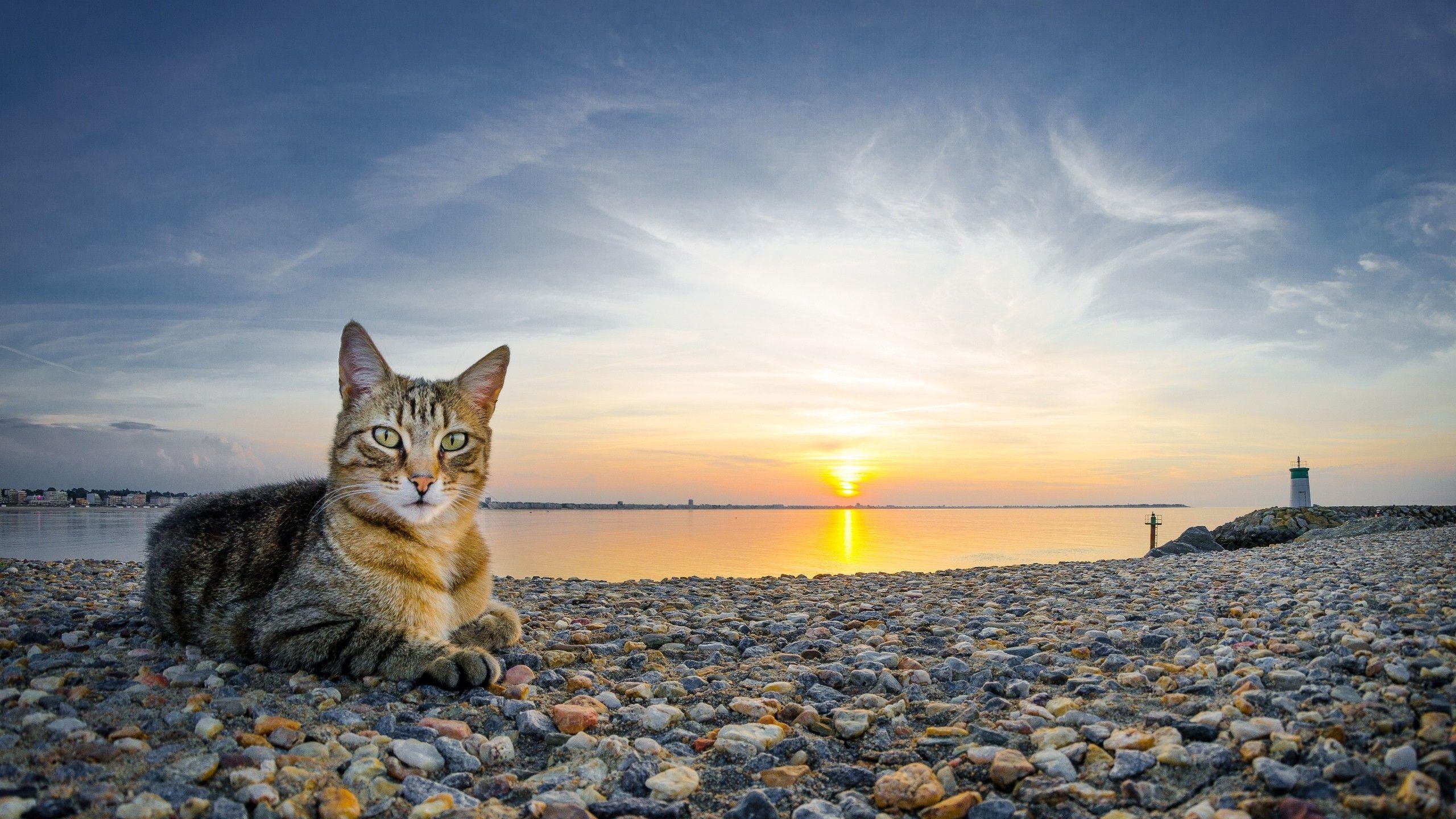 cat, Animals, Sunset, Beach, Stones Wallpaper HD / Desktop